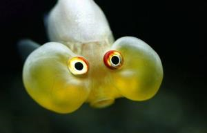 stupid-looking-fish