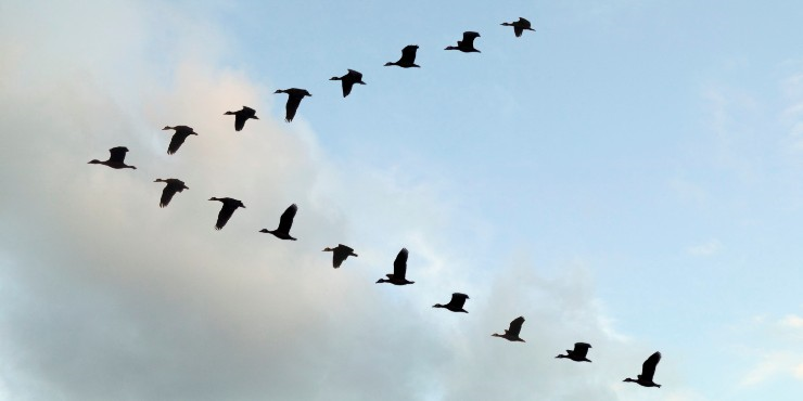 Flock of White-faced Whistling ducks flying in 'V' formation