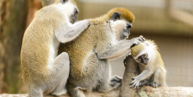 reciprocity-1-monkeys